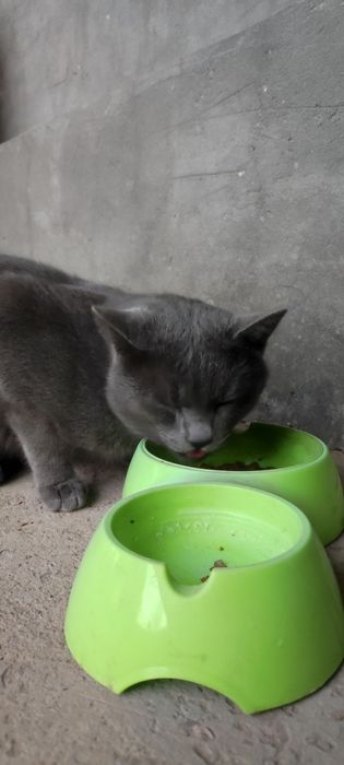 Mushuk 2 yosh hadiyaga beriladi