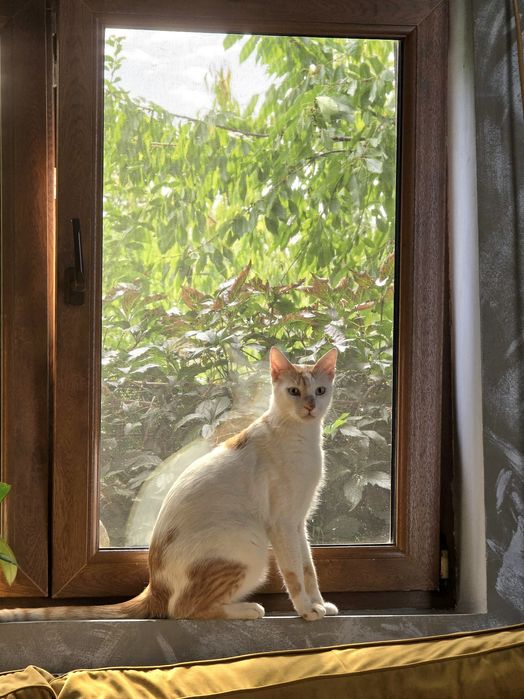 Adoptie motan/pisica castrate