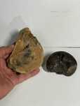 FOSILE VECHI - Ammonite - Goniatite - Melci Nautilus -Pt. colectionari