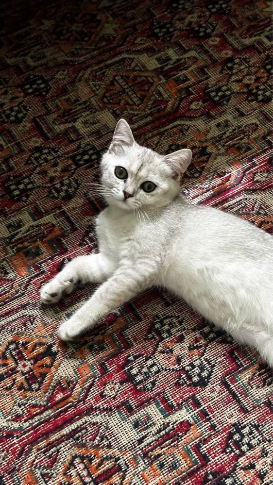 Mushuk shinshilla