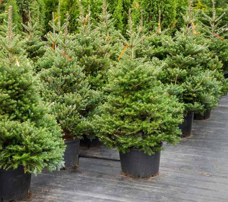 Vand brazi crescuti in ghiveci calitate ecxtra