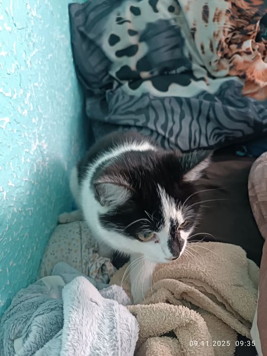 Отдам кошечку в добрые руки