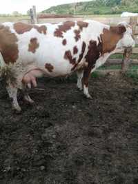 Vând vacă baltată românească