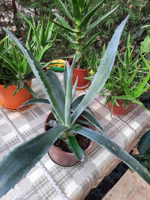 Домашние комнатные цветы алое