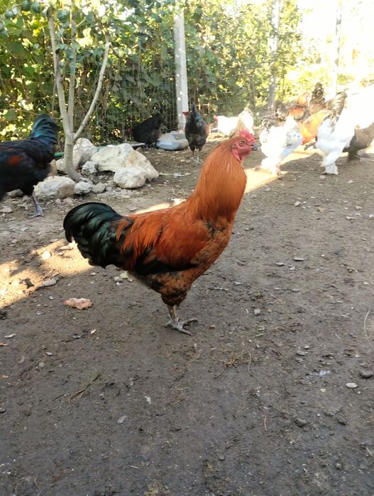 Cocoși de rasă de vânzare