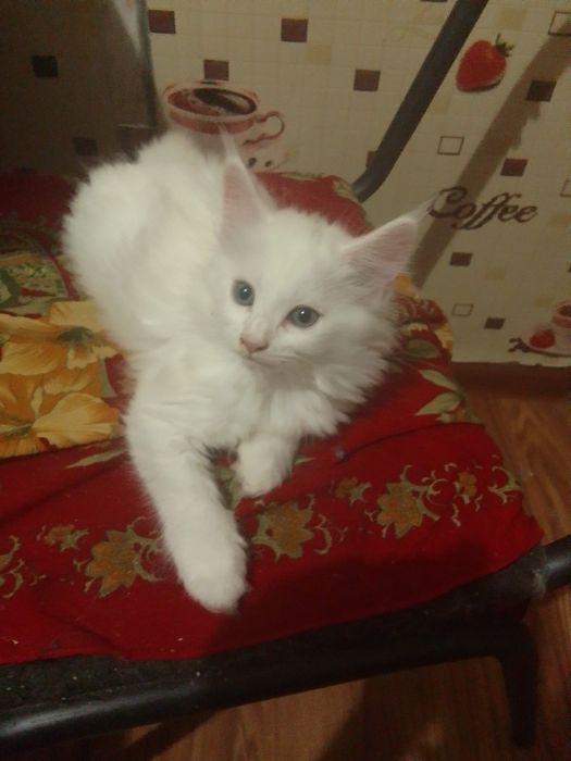 Кошечка девочка мейнкунчик