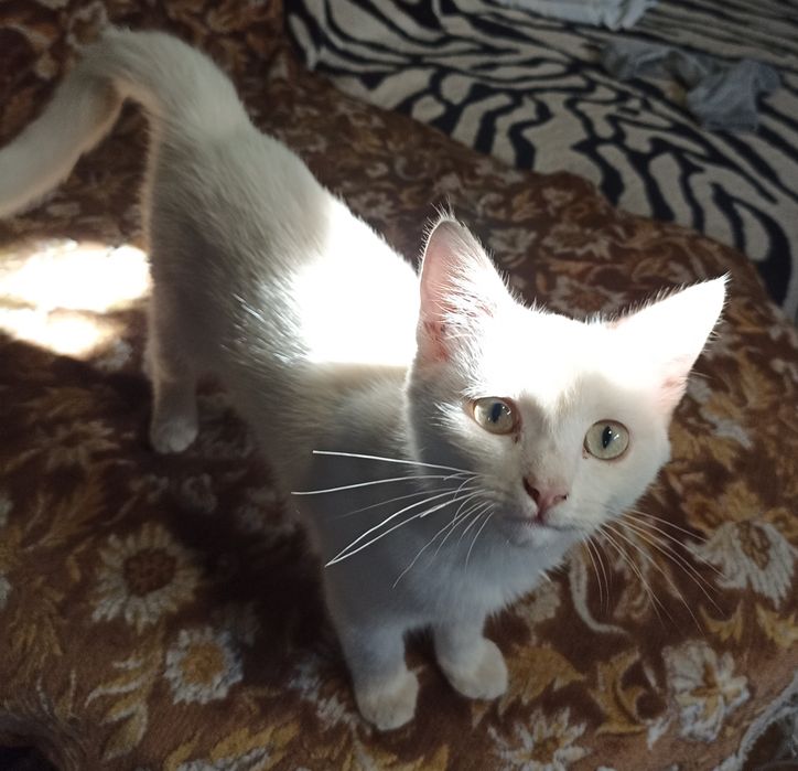 Котята в добрые руки.