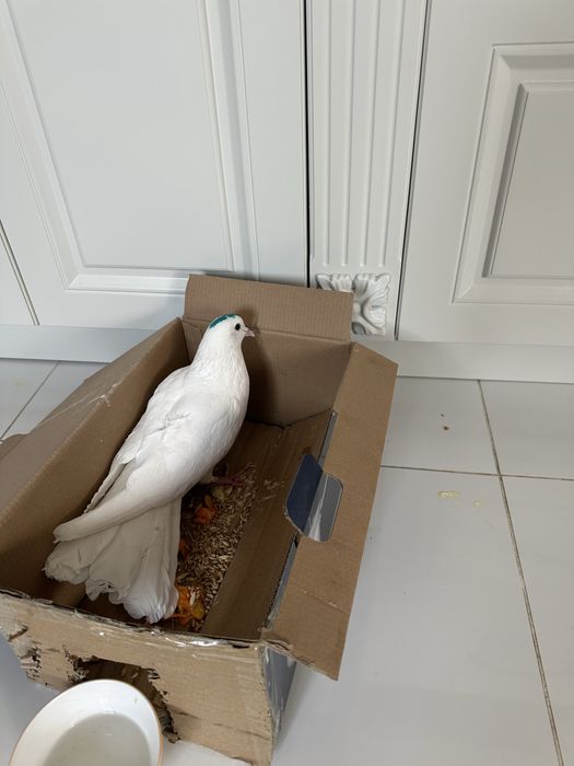 Отдам чисто за символическую цену голубя