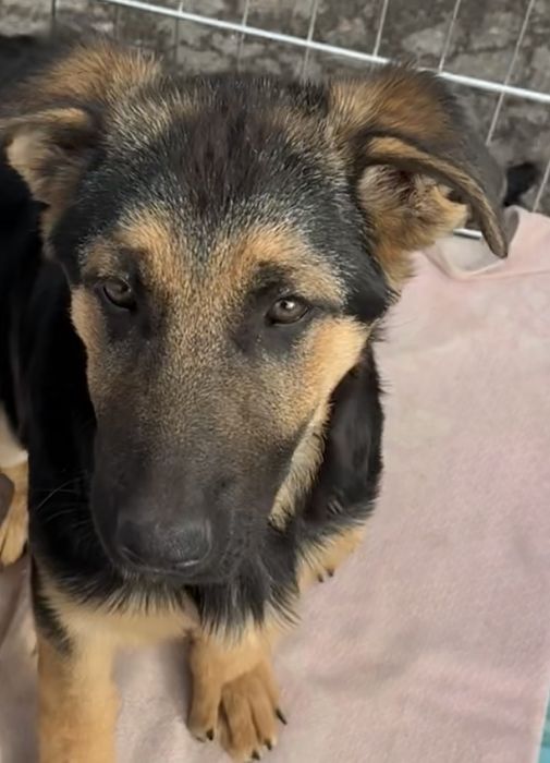 Восточно Европейская овчарка