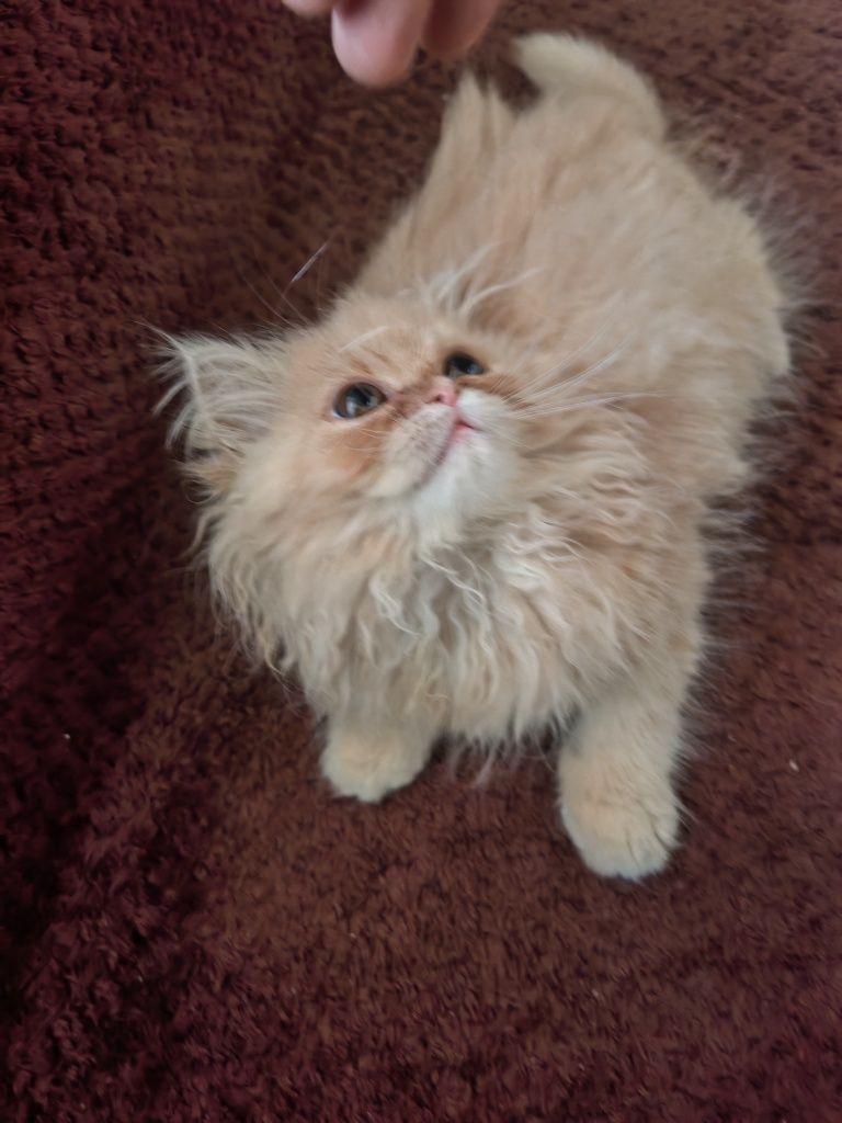 Продавам персийско коте