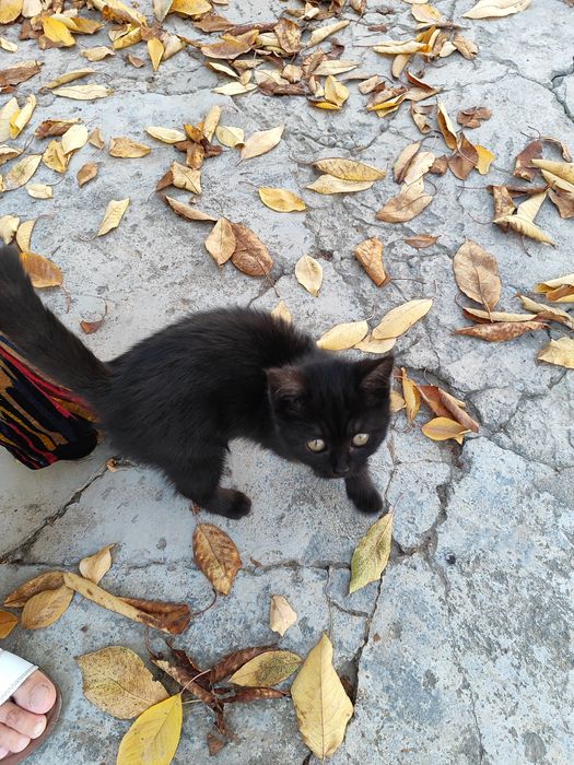 Mushuk bepul, бесплатно