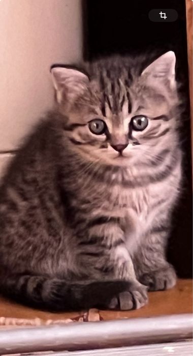 Котята от породистрй кошки, умные. 1месяц