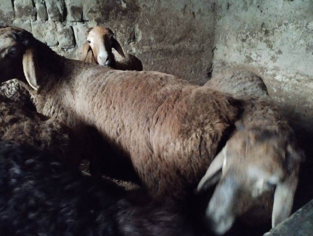Qo'ylar sotiladi