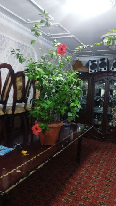 Продается много летни китайский роза