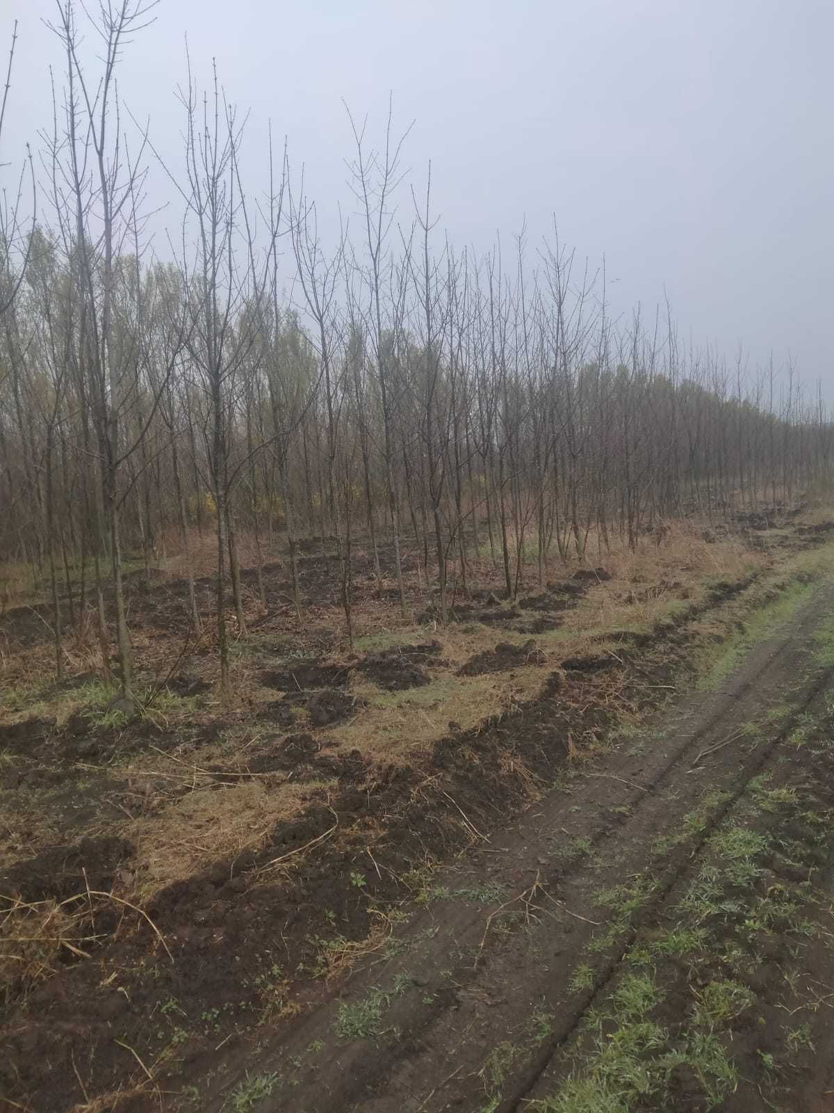 Mesteacan alb Betula , Tei frasin Orice specie de copaci