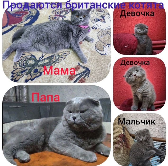Продаются котята