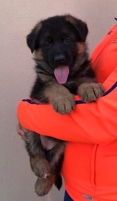 Femela ciobanesc german cu pedigree top