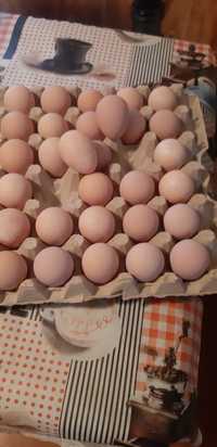 Oua de bibilică (câțe)