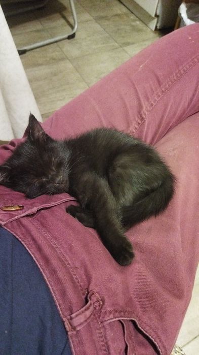 Котенок мальчик в добрые руки