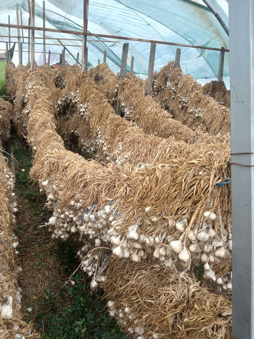 Vinde usturoi alb romanesc 15 lei kg negociabil în funcție de cantitat