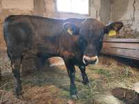 Vand vitel Angus