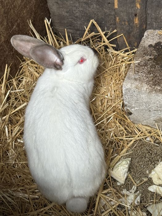 Vand femela urgent 150lei negociabil