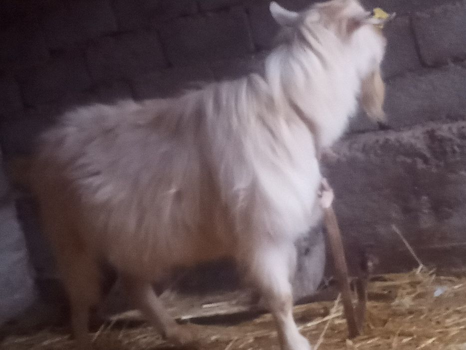 Теке сатылады срочна