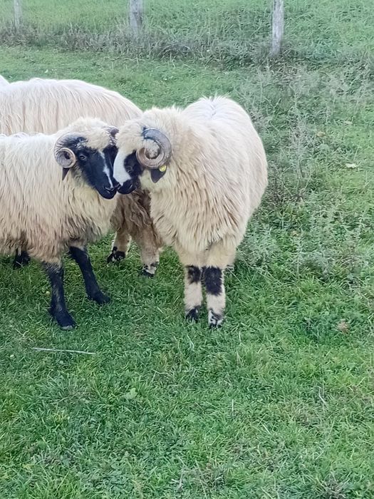 Berbecuti pentru prasila