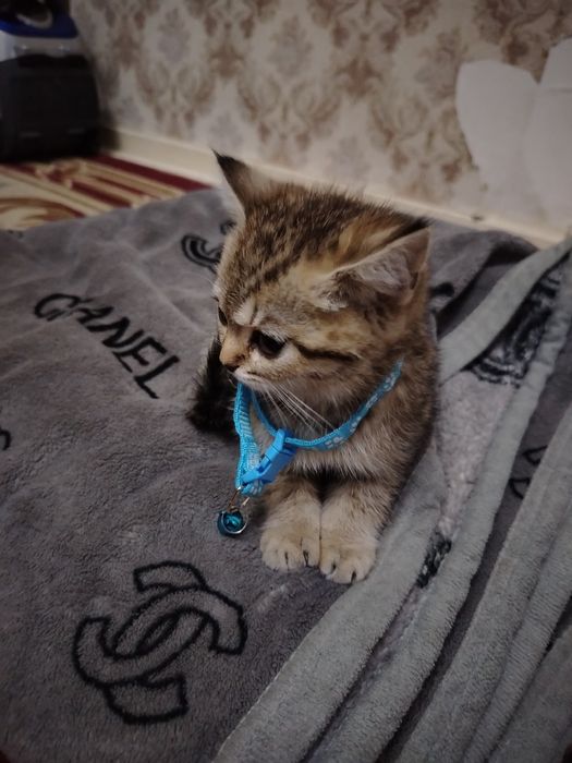 Shinshilla 2 oylik