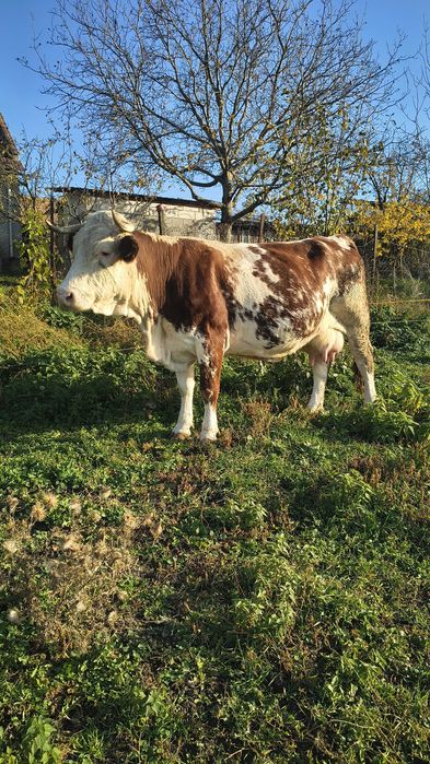 Vacă de vînzare!