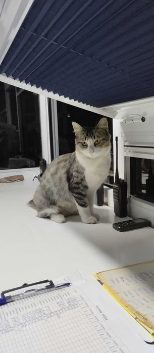 Подарю кошечку домашнюю