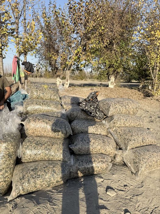 Silos donli yaguar kamayinda urilgan