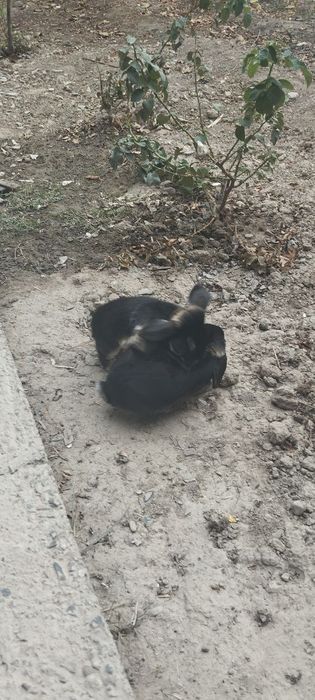 Quyon baran juft yaxshi parvarish qilingan
7/8 ойли
Пара 
Донаси 500 0