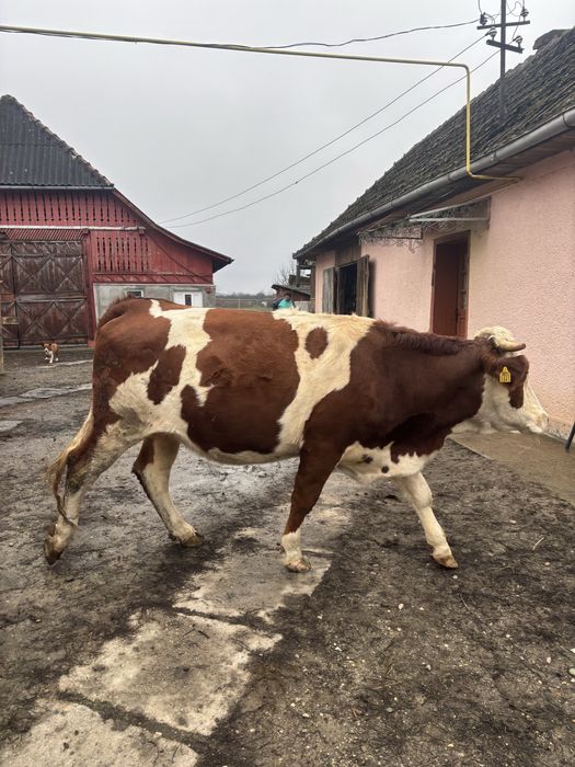 Juninca Gestanta Baltata Romaneasca