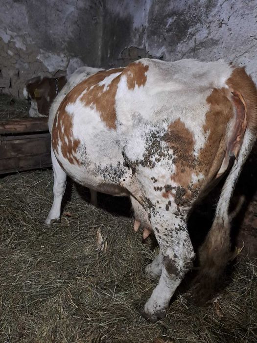 Vand vaca gestanta in 9 luni