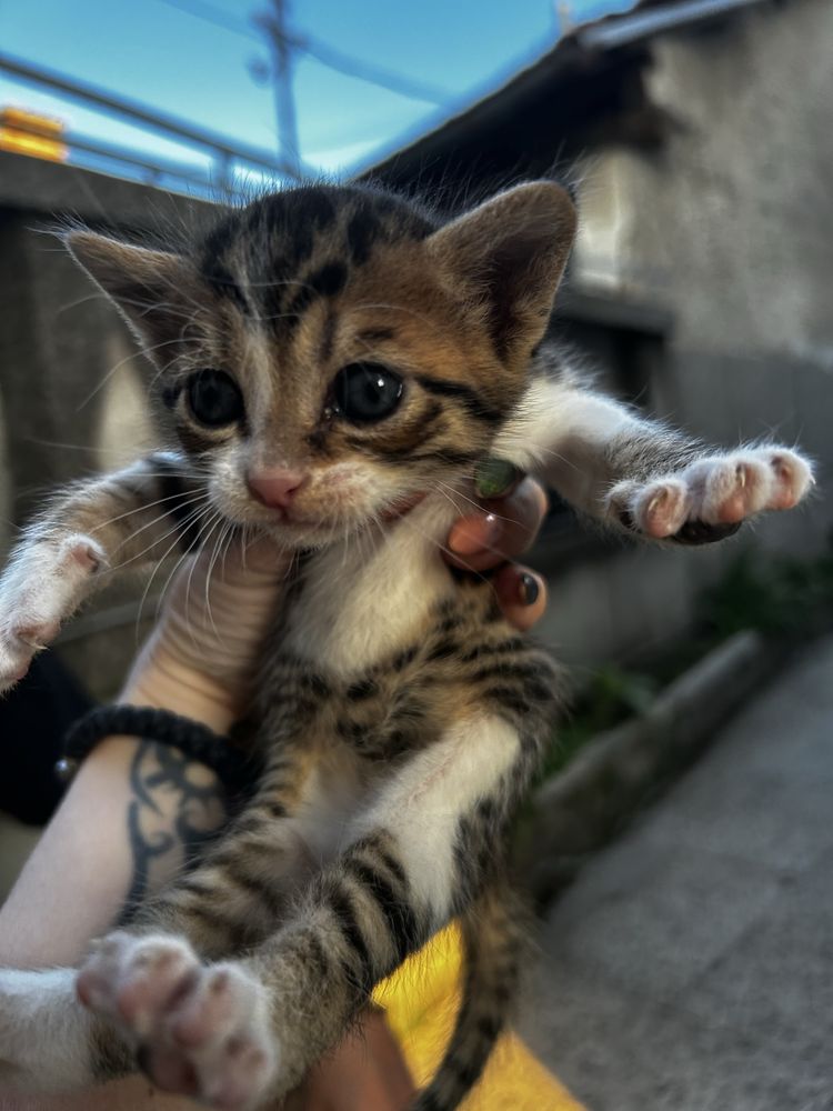Подарявам котенца