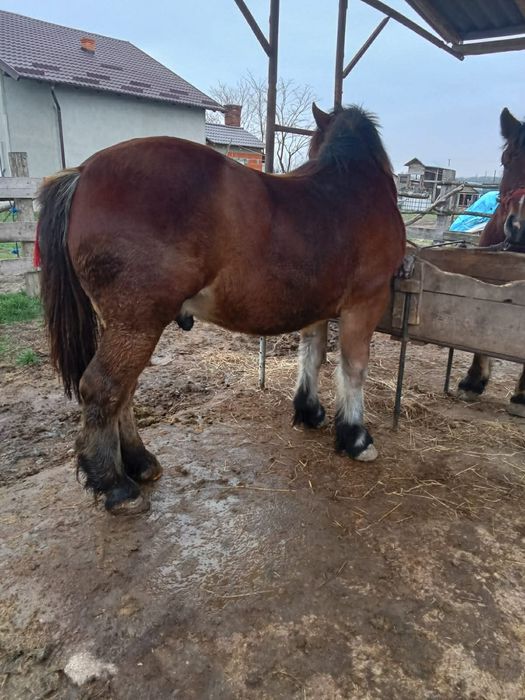 Vând mânzii ardenez