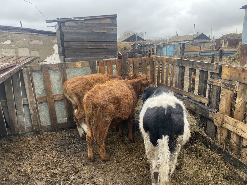 Бұзау сатылады 3 бас багасын келісемиз хабарласыныздар петровкада тұр