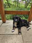 Cățeluși spre adoptie
