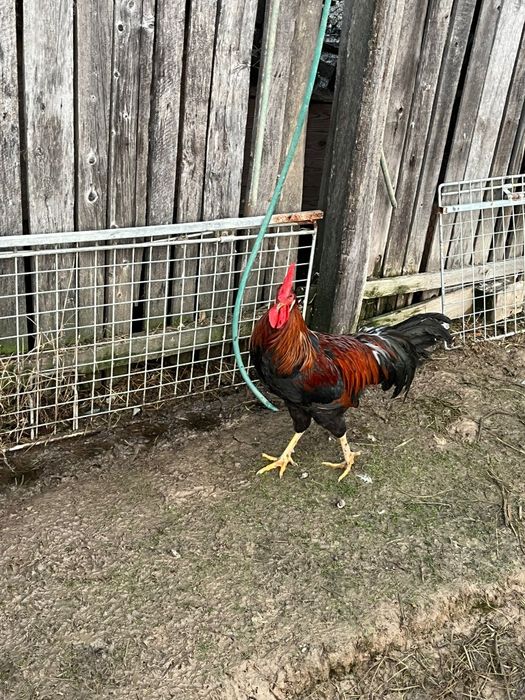 Vând cocoși italienii