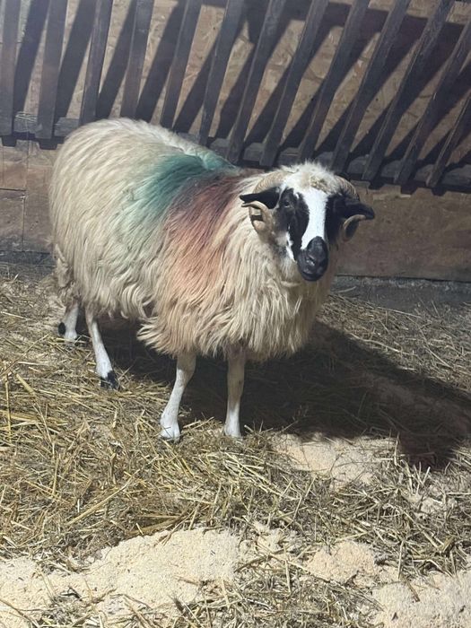 De vanzare 20 de oi si 8 noatini