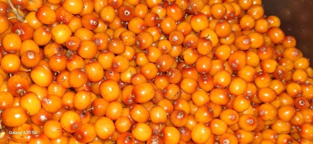 Продам облепиху свежая