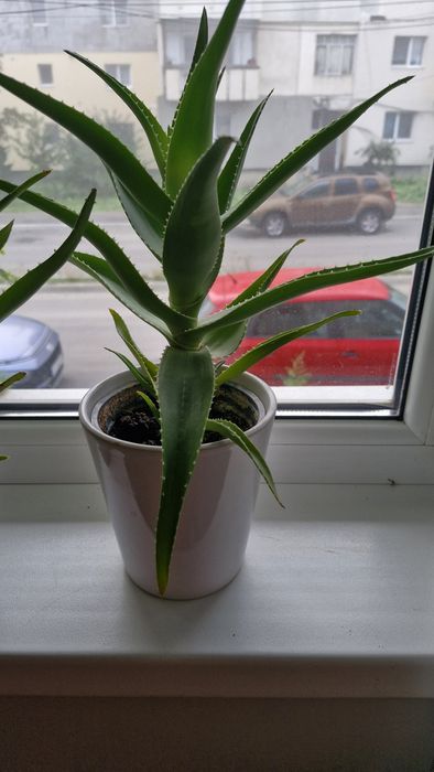 Planta aloe vera peste 3 ani