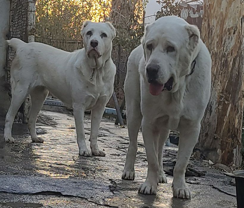 Щенки алабай готовы к продаже