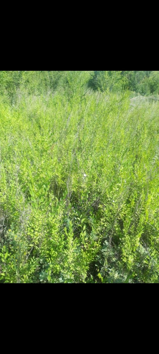 Саженцы карагача живая изгородь вязь мелколистный