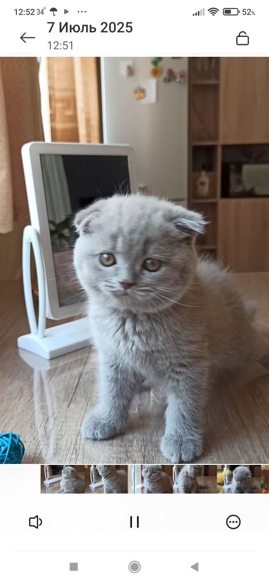 Продается девочка скоттиш фолд