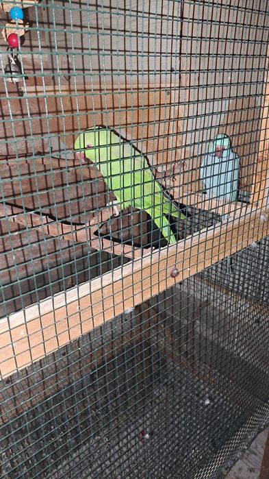 Vand pereche de Micul Alexander