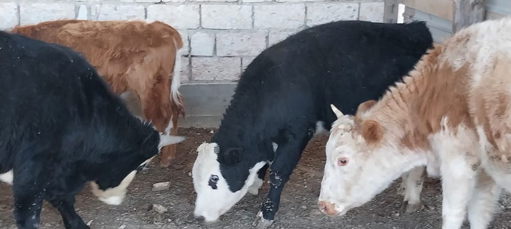 Буқа баспақтар сатылады