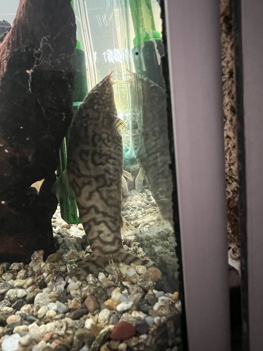 Анцитрус аквариумни рибки