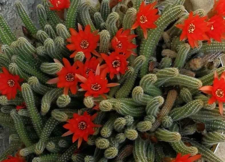 Кактус Echinopsis chamaecereus